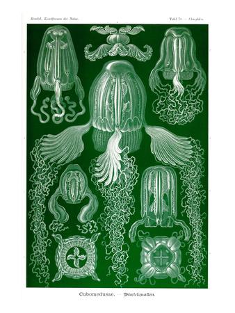 ERNST HAECKEL ACTINAE CORAL ART NEW A4 POSTER GLOSS PRINT LAMINATED